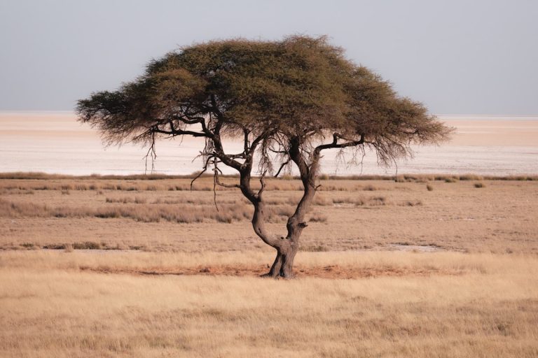 Acacia tree on the open East African plains