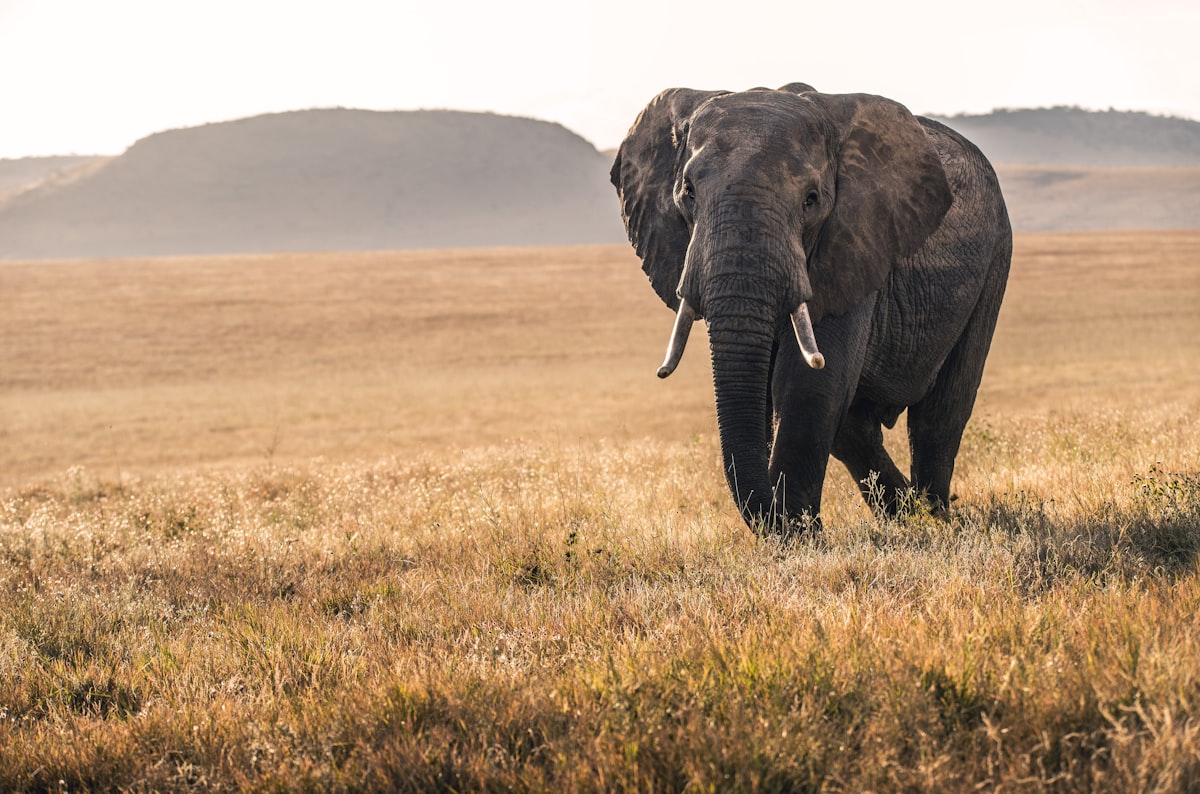 Elephants with Mount Kilimanjaro backdrop
