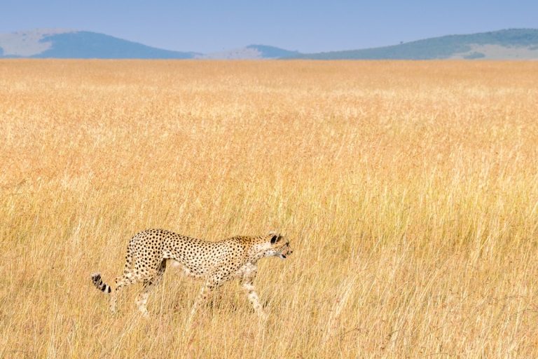 A cheetah in golden savanna grass