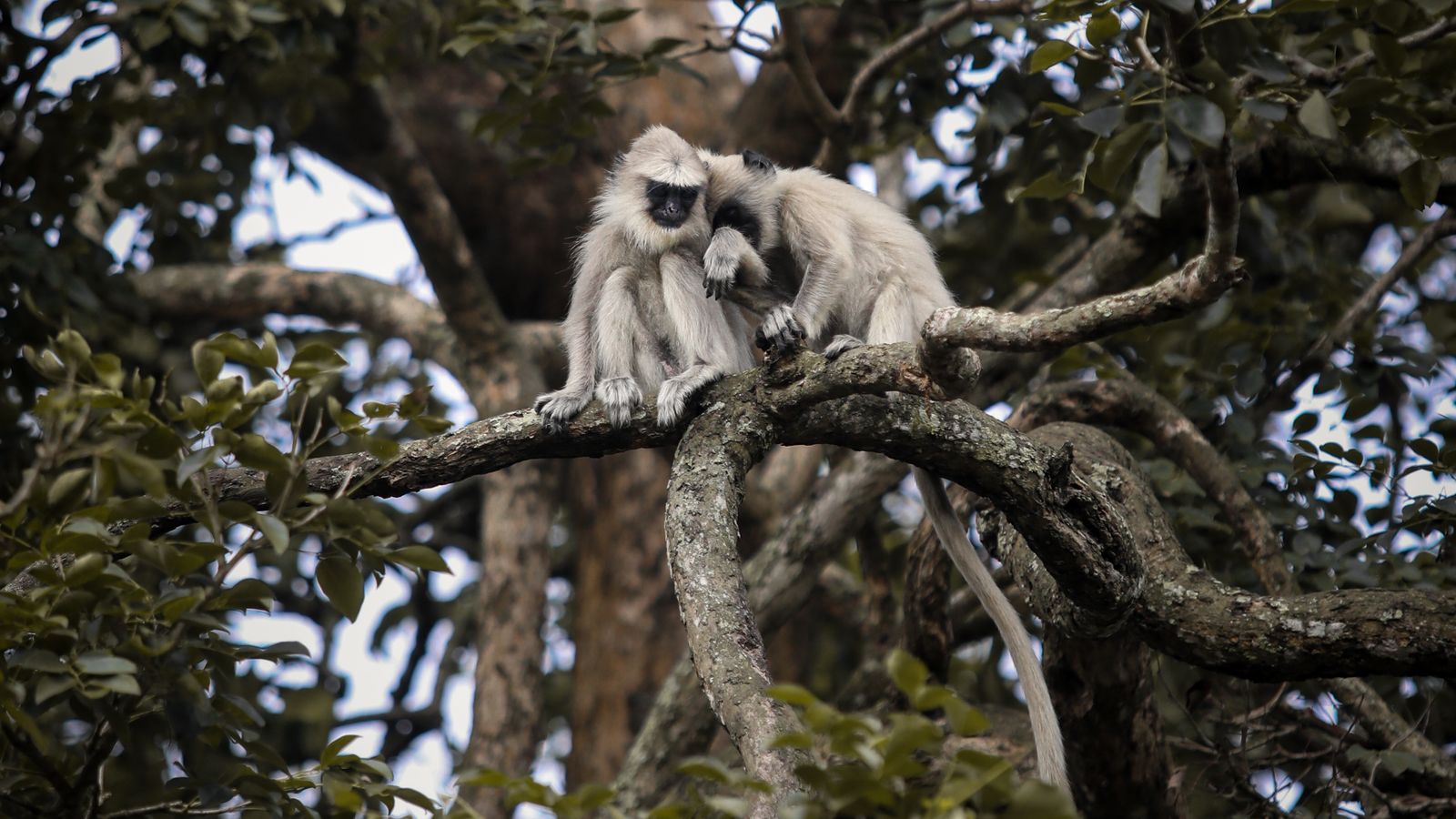 Two black and white colobus monkeys resting in the canopy of a dense montane rainforest