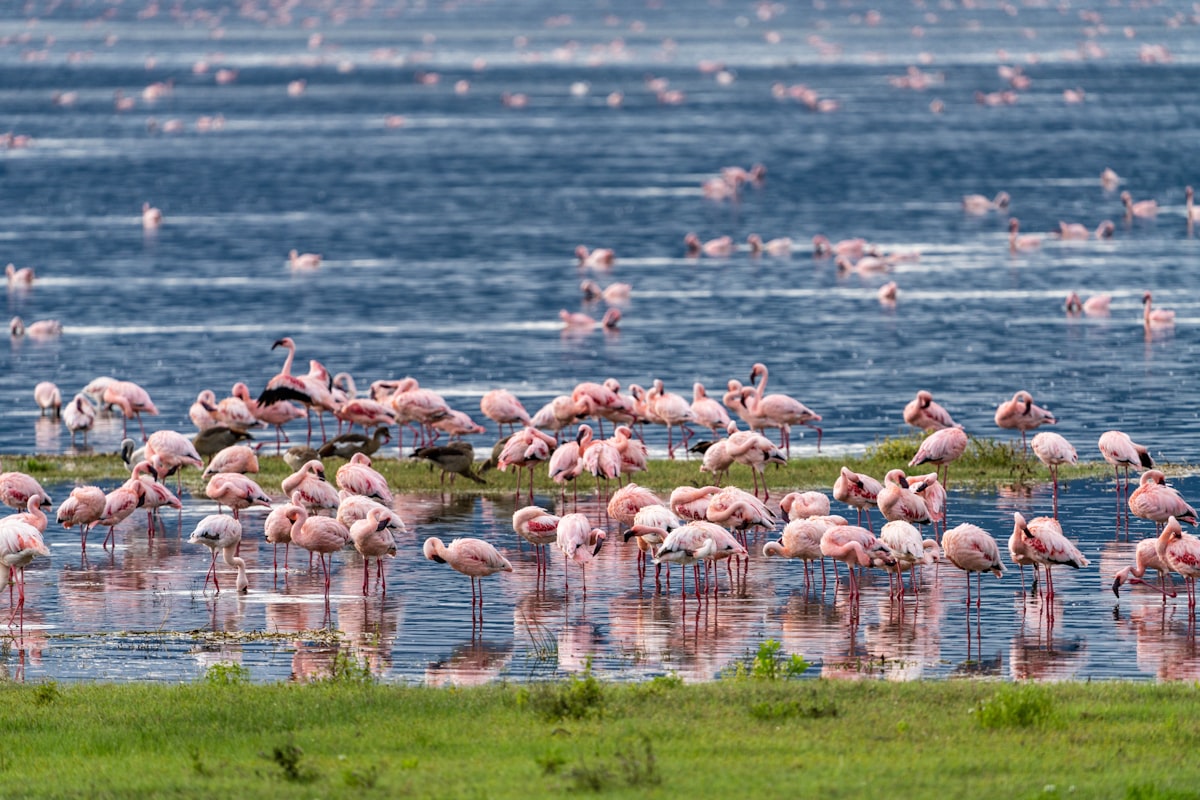 Flamingos gathered on the shallows of Lake Nakuru