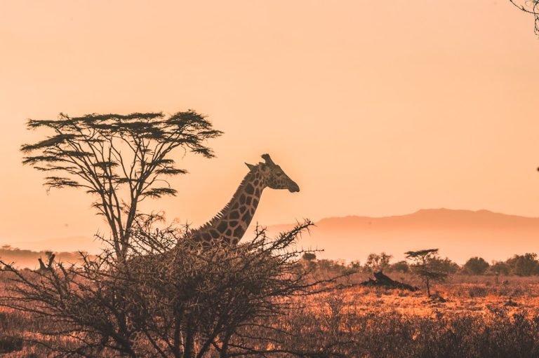Sweeping grasslands of the Masai Mara