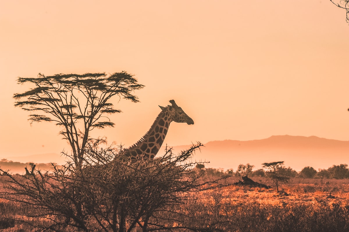 Sweeping grasslands of the Masai Mara