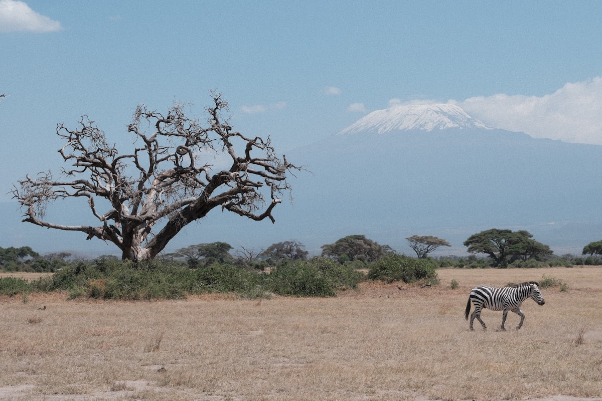 Mount Kilimanjaro rising behind the plains