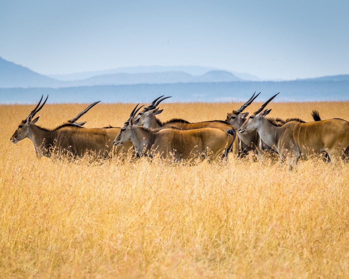Vast plains of the Serengeti