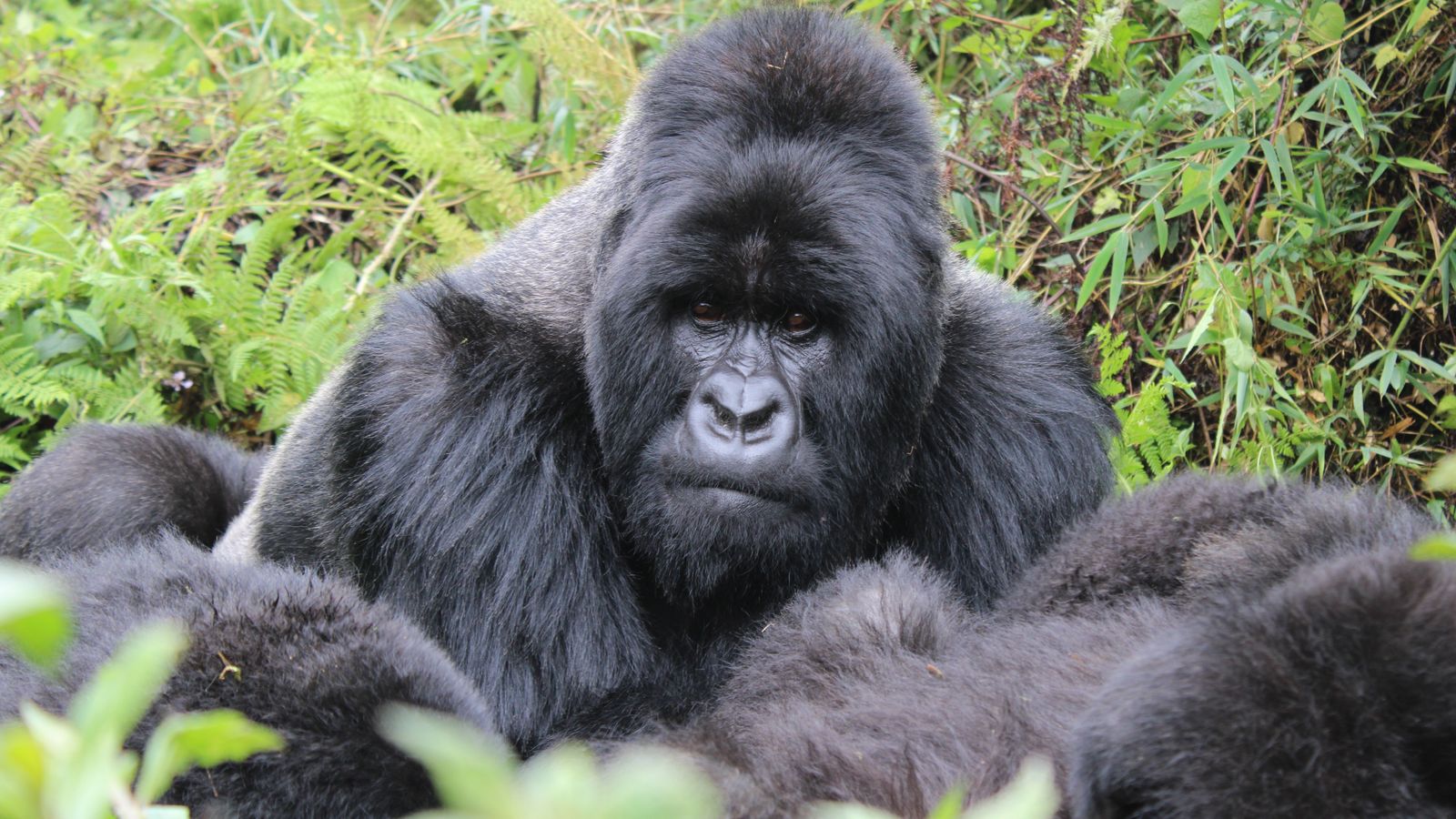 A silverback mountain gorilla in the forests of Kinigi, Volcanoes National Park, Rwanda